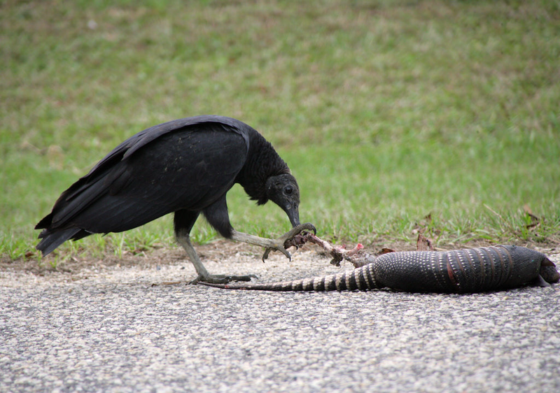 Black vulture (Coragyps atratus)—one of the two vulture species observed in the study—feeding on an armadillo. Photo Courtesy: Emmett Tullos